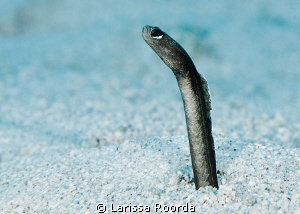 A common garden eel taken in Little Cayman.
105mm.  
 by Larissa Roorda 